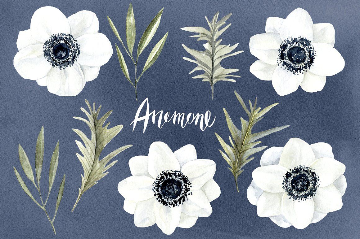 Watercolor anemone white flowers.