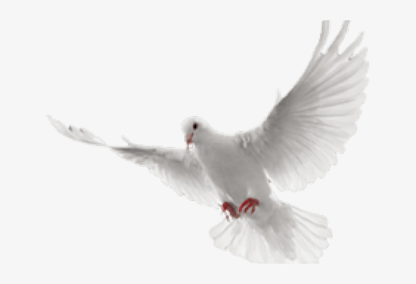 White Dove Clipart In Flight.