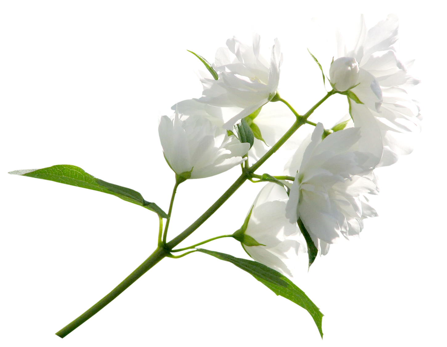 White Flower PNG Clipart Image.