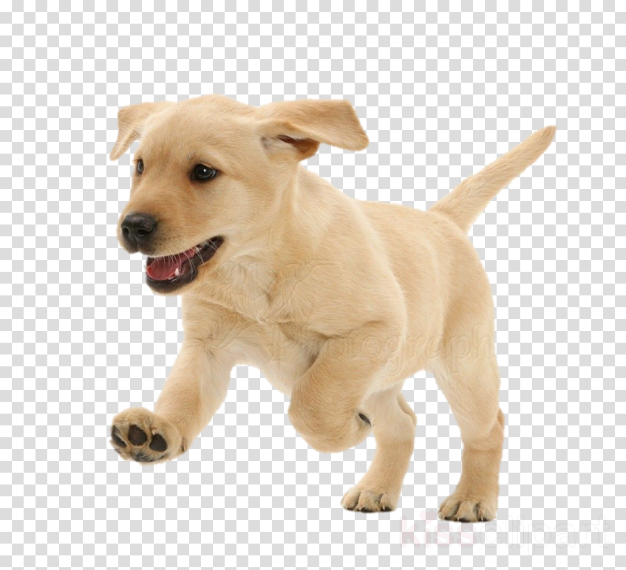 dog dog breed white puppy labrador retriever clipart.