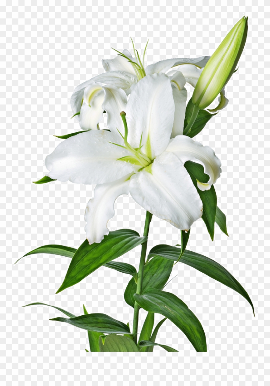 Easter Lily Garland Png Picture Free.