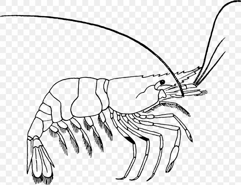 Drawing Prawn Shrimp Coloring Book Clip Art, PNG, 1280x982px.