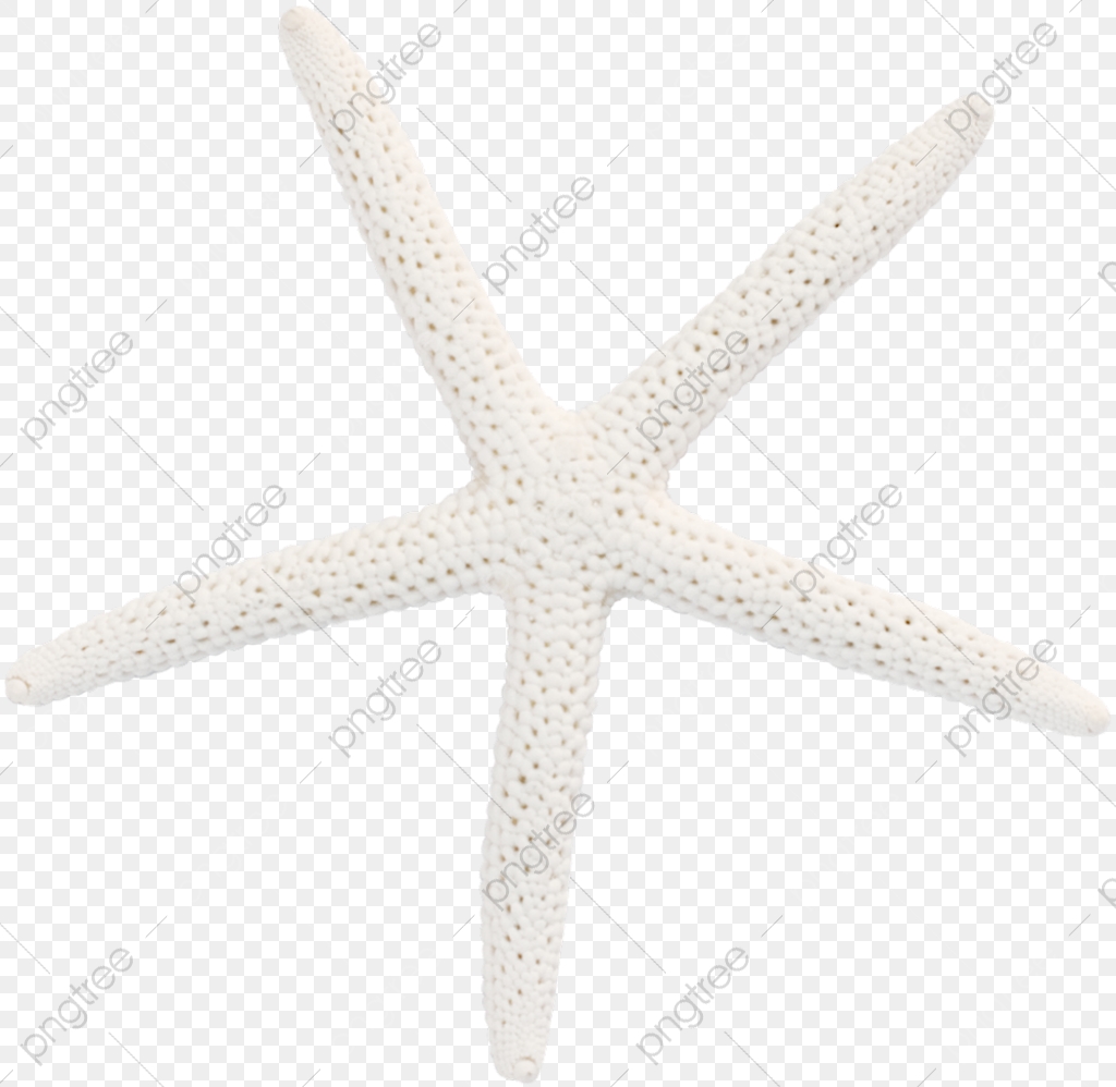 White Starfish, Starfish Clipart, Beautiful Starfish, Starfish.