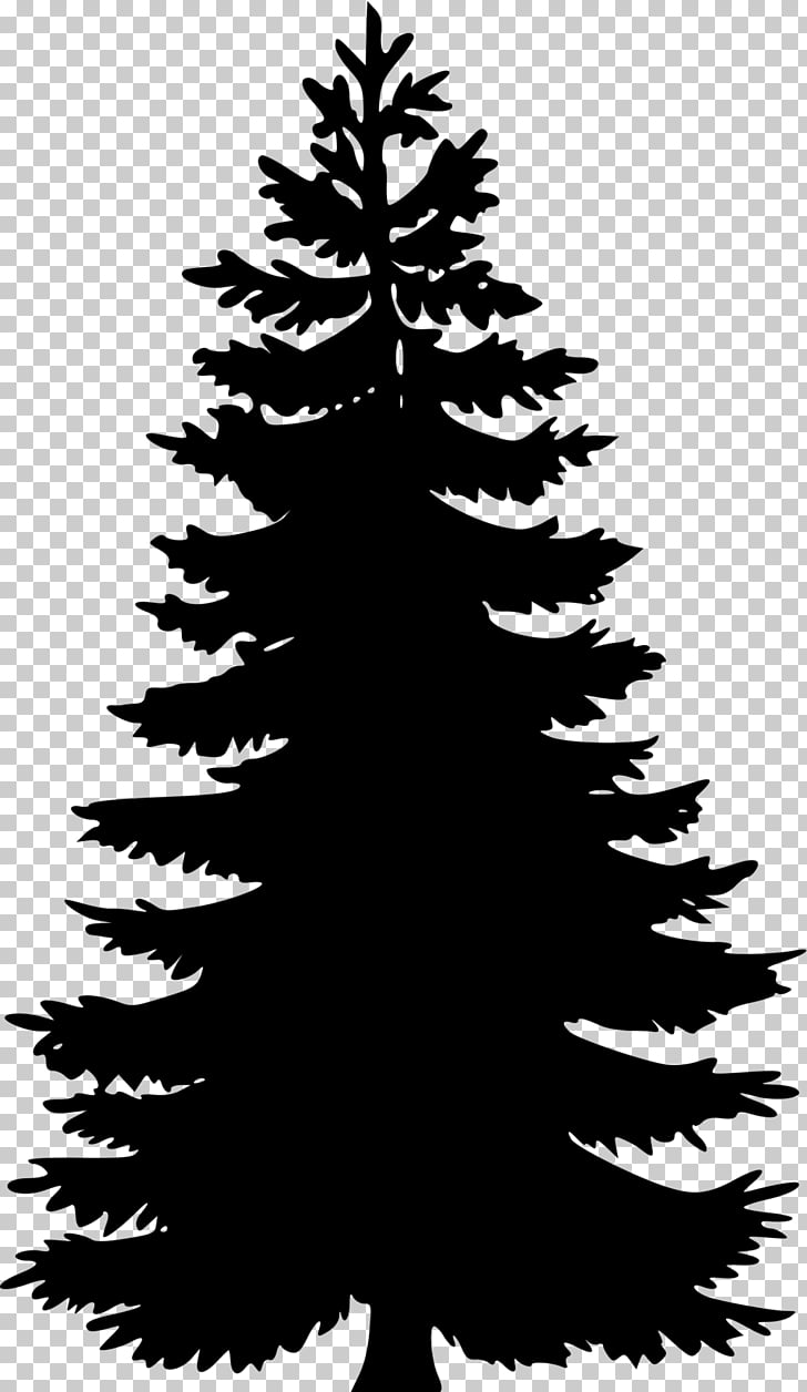 Eastern white pine Tree , tree PNG clipart.