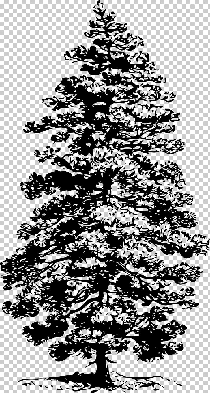 Eastern white pine Tree , fir.