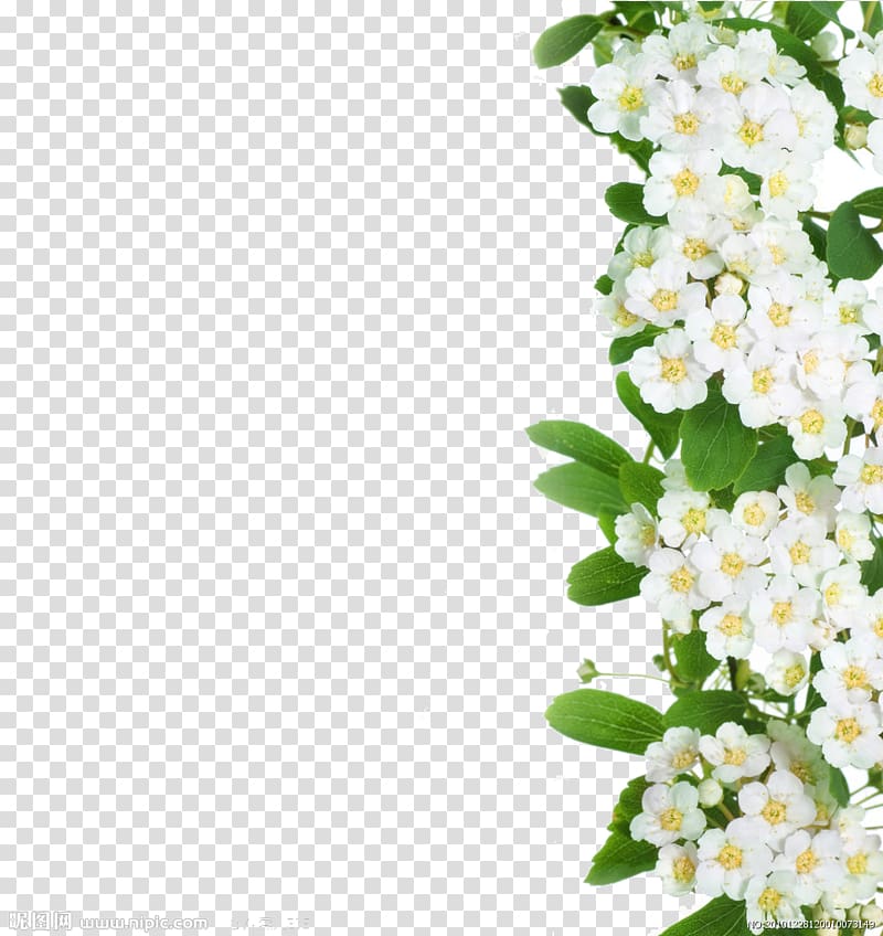 White petaled flowers border, Cut flowers, A white flower.