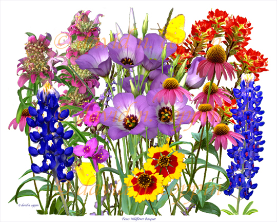 Wild Flower Clipart.