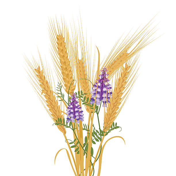 Wild Vetch Clip Art, Vector Images & Illustrations.