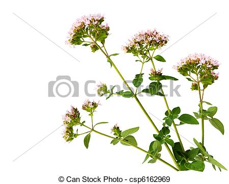 Stock Photographs of Wild Marjoram Origanum vulgare flower plant.