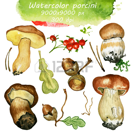 Wild Mushrooms. Hand Drawn Watercolor Painting Isolated Over.