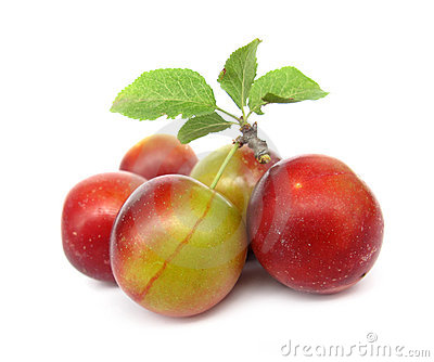 Wild Plums Royalty Free Stock Photo.