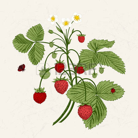 1,347 Wild Strawberries Stock Illustrations, Cliparts And Royalty.