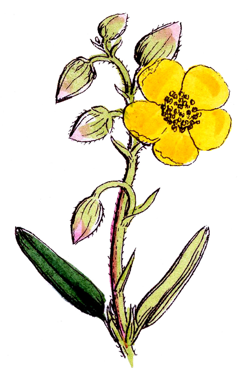 Wildflower Clipart.