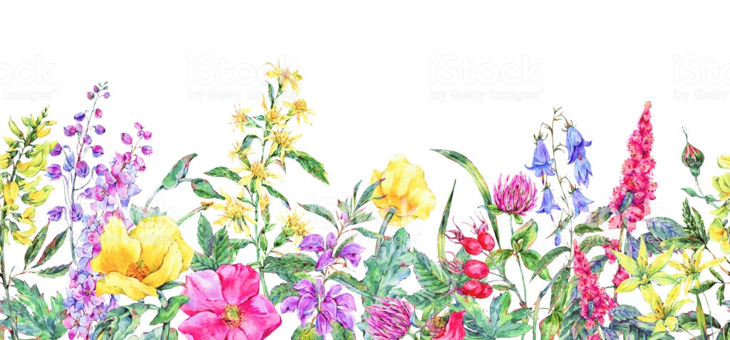 Watercolor Summer Medicinal Flowers Wildflowers Botanical Seamless.