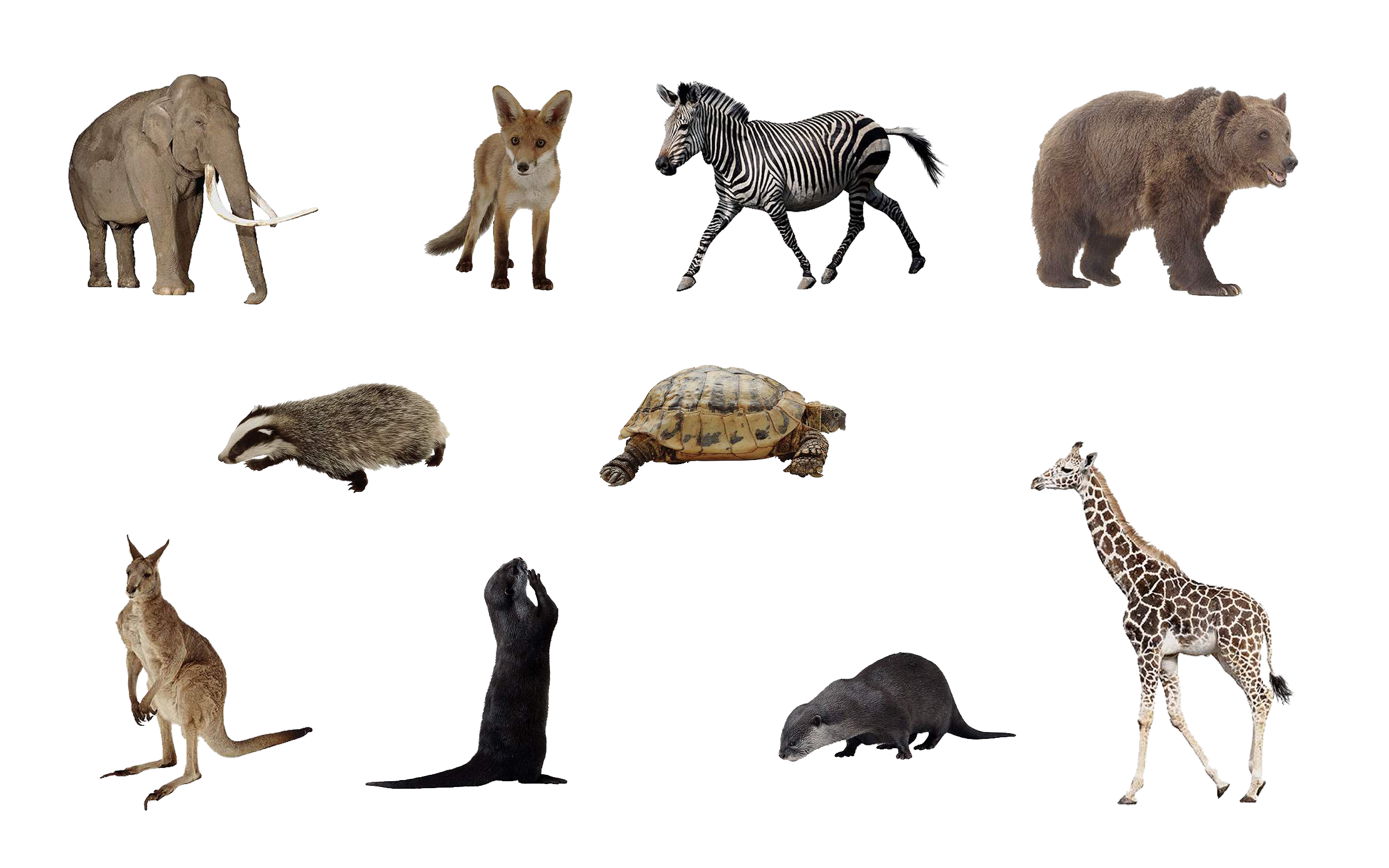 Wild Animals PNG Transparent Wild Animals.PNG Images..