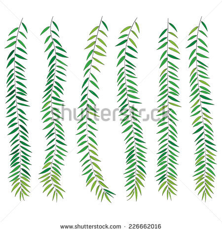 Willow Leaf Stock Images, Royalty.