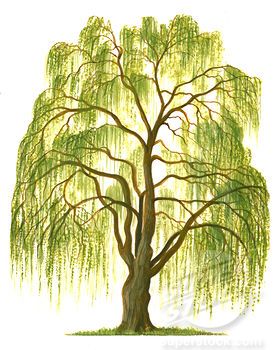 Drawing weeping willow tree clip art.