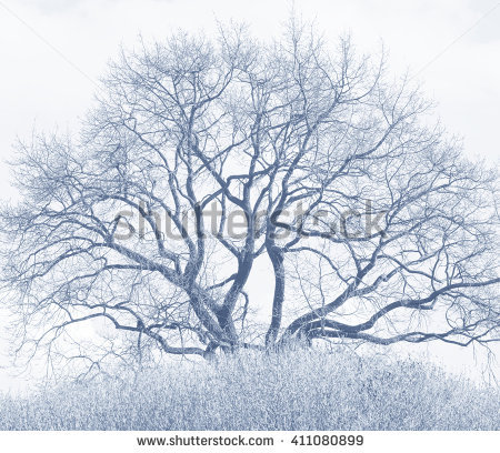 Photo Winding Branches Tree Against Sky Stock Photo 392992540.