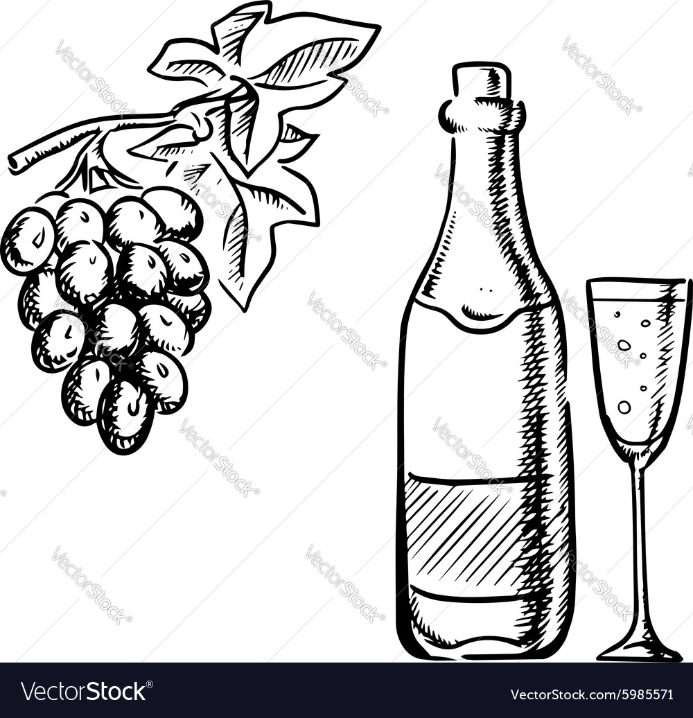 Wine bottle glass and grapes sketch.