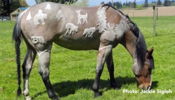 You can have fun with your horse's winter coat. A professional.