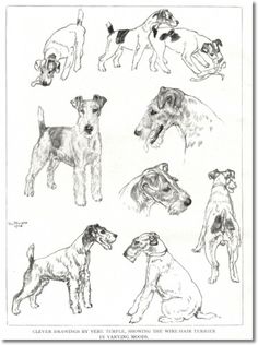 Original Pen & Ink drawing Airedale Terriers V Fox Terriers.