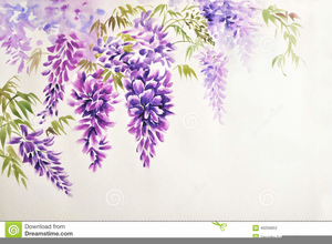 Wisteria Drawing Clipart.