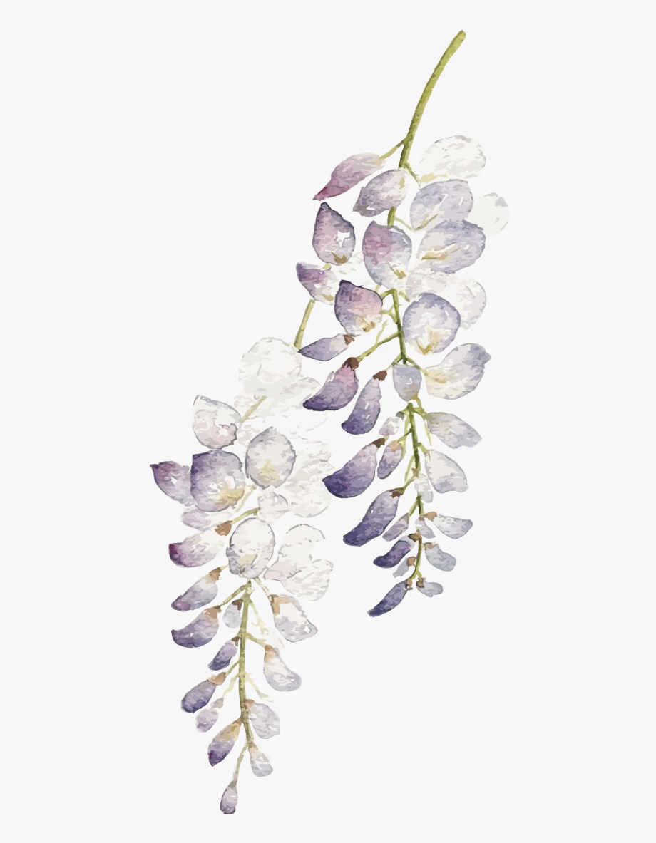 Transparent Wisteria Png.