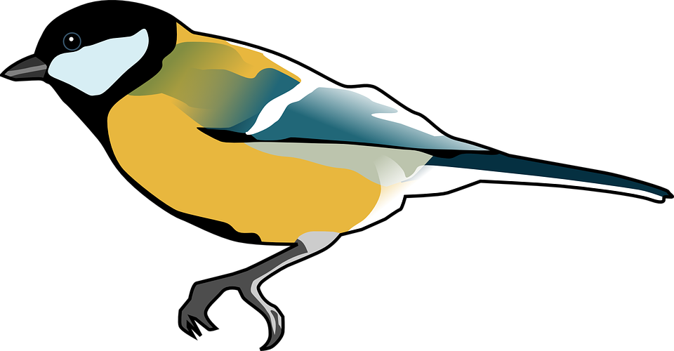 Free vector graphic: Tomtit, Bird, Titmouse, Tit.