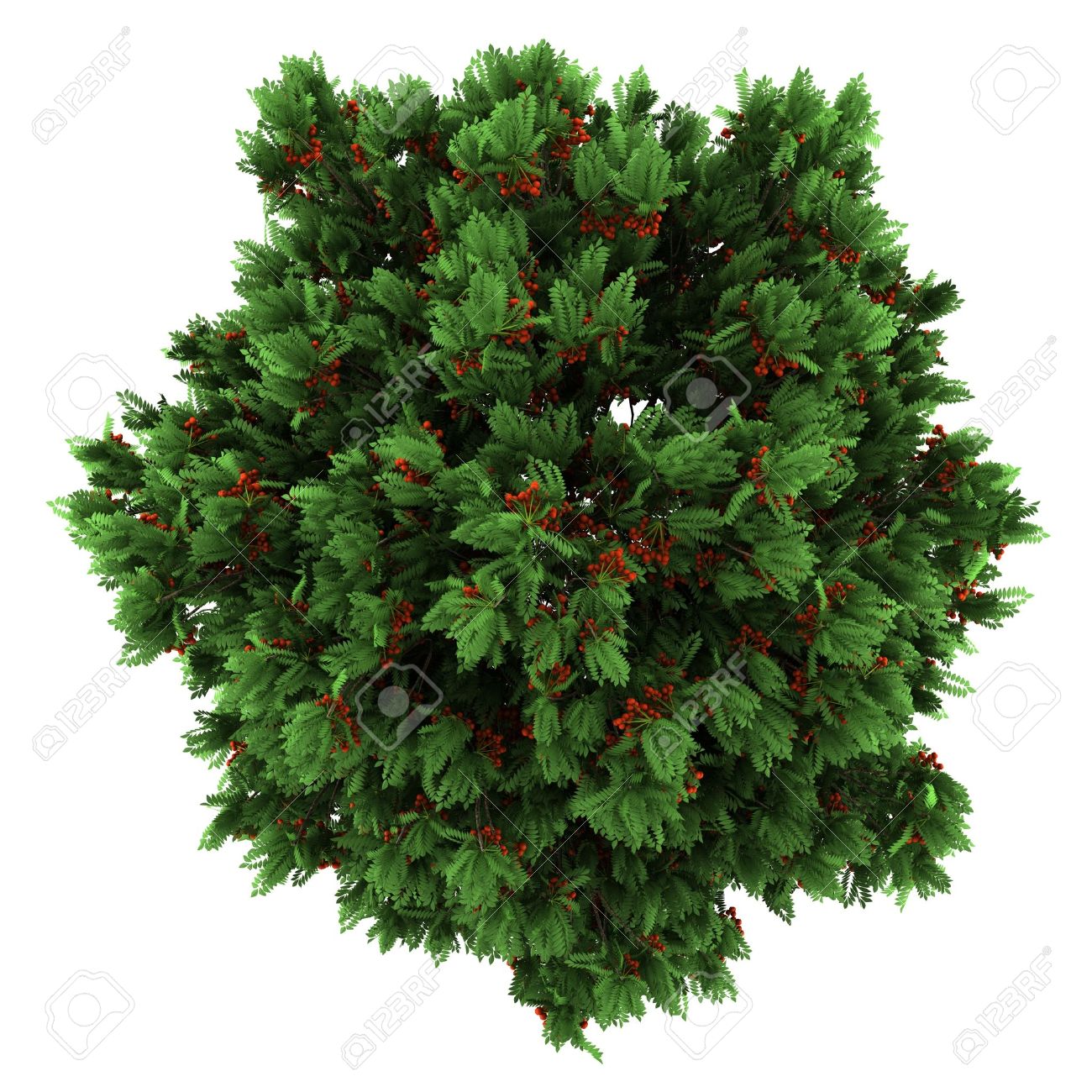 Tree PNG Top View Transparent Tree Top View.PNG Images.