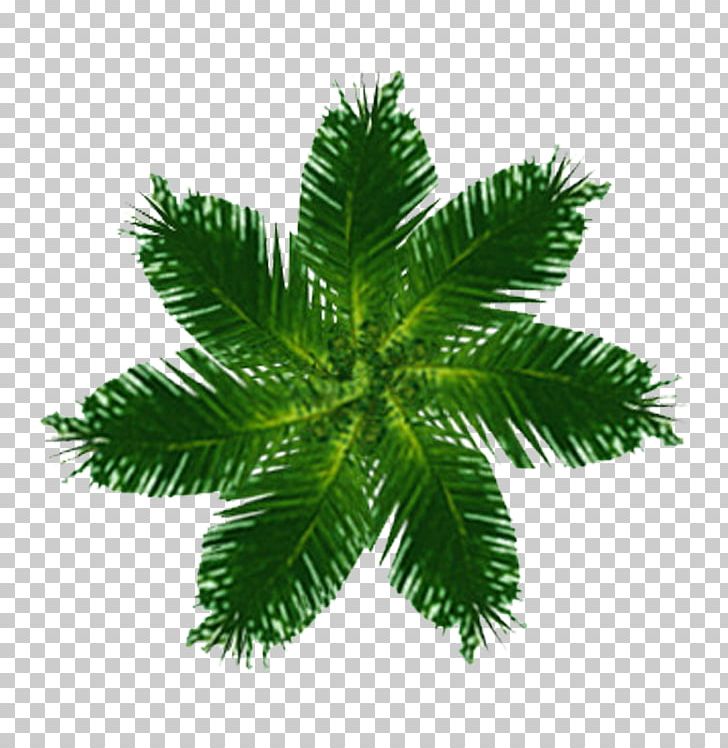 Tree Top View PNG, Clipart, Arecales, Art, Creative Market.