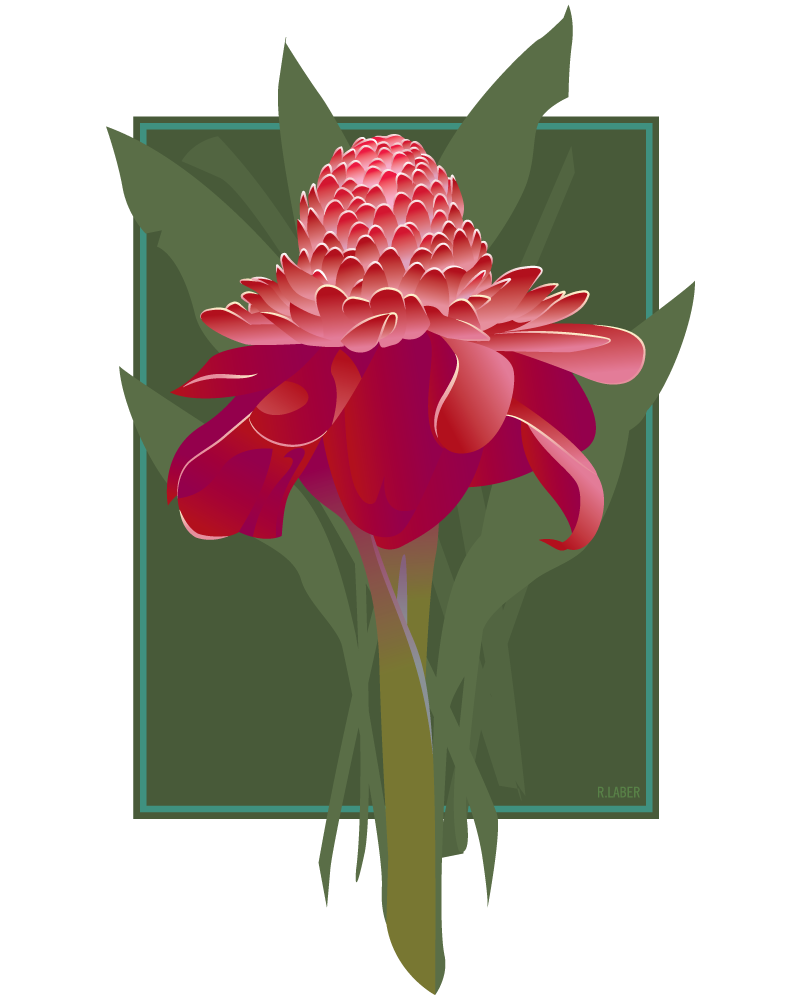 Torch Ginger.