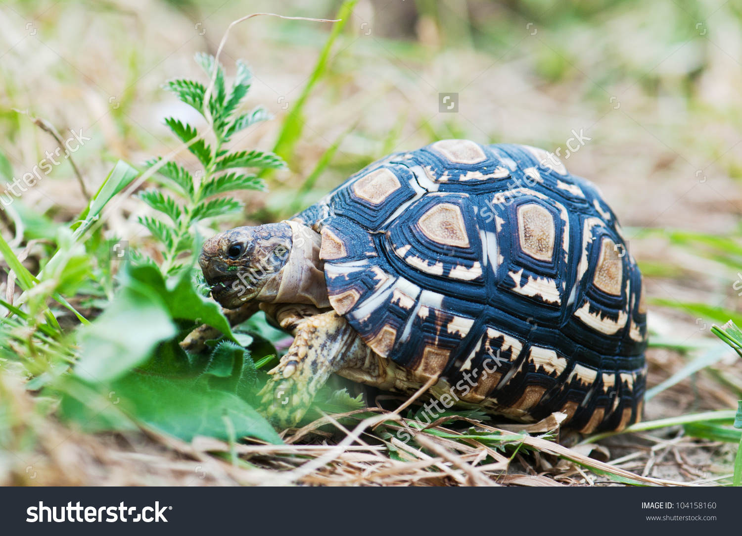 Leopard Tortoise Eating Grass Stock Photo 104158160.