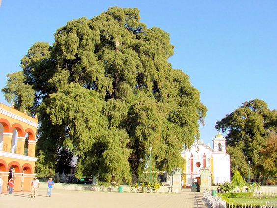 Tule Tree. Montezuma Cypress (Taxodium mucronatum), or Ahuehuete.