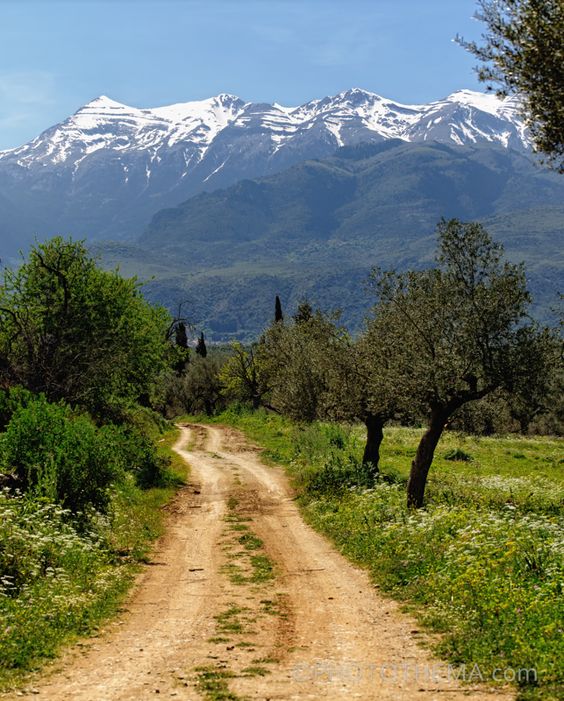 Walk through the endless olive groves with views towards the snow.