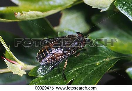 Stock Image of Juniors, Tabanidae, Tabanus, Tabanus bovinus.