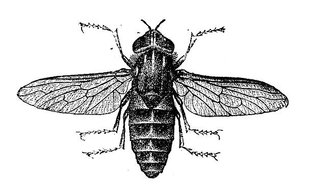 Tabanus Bovinus Clip Art, Vector Images & Illustrations.