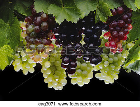 Stock Photography of A variety of TABLE GRAPES eag3071.