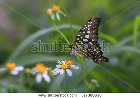 &quot;tailed Jay Butterfly&quot; Stock Photos, Royalty.