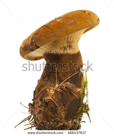 Fungus Gills Stock Photos, Royalty.