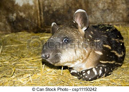 Stock Photo of Young tapir.