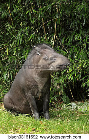 Stock Photo of "South American Tapir (Tapirus terrestris) adult.