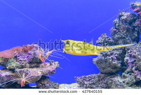 Tetraodontiformes Stock Photos, Royalty.