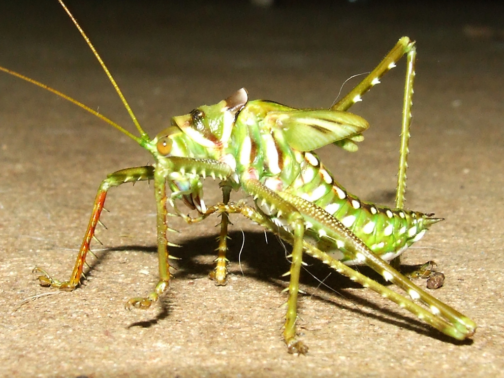 Tettigoniidae.