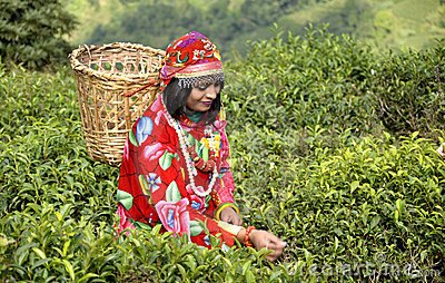 Tea Garden Clipart.