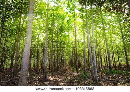 Teak Tree Stock Images, Royalty.