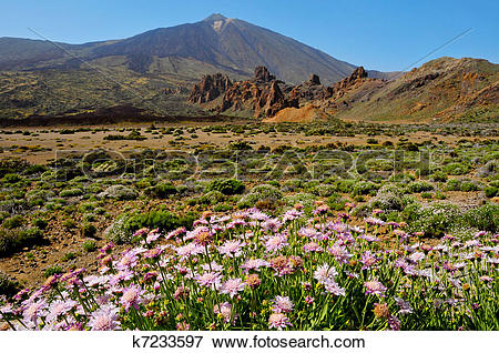 Picture of A view of volcano Mount Teide, in Teide National Park.