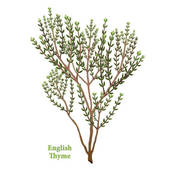 Thyme Clip Art.