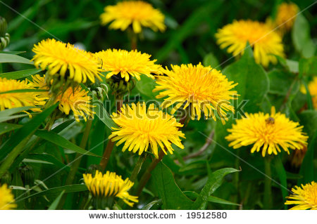 Flowers Dandelion Shallow Dof Closeup Stock Photo 30999685.