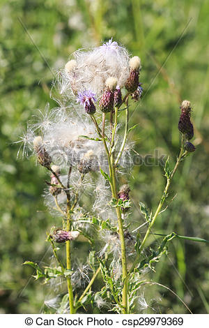 Stock Image of Thistledown.