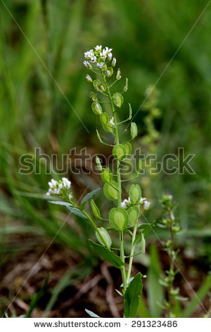 Pennycress Stock Photos, Royalty.